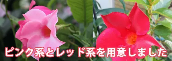 モンステラ オンライン: おしゃれな部屋に緑を！人気品種から選び放題 - Nippongardening