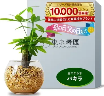 リビングを緑で満たそう！癒やしの観葉植物選び＆飾り方 - Nippongardening