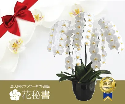 幸運呼ぶ！ガジュマル購入ガイド：選び方から育て方まで - Nippongardening