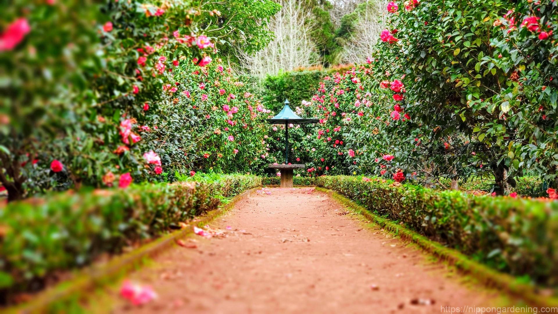 盆栽の芸術性